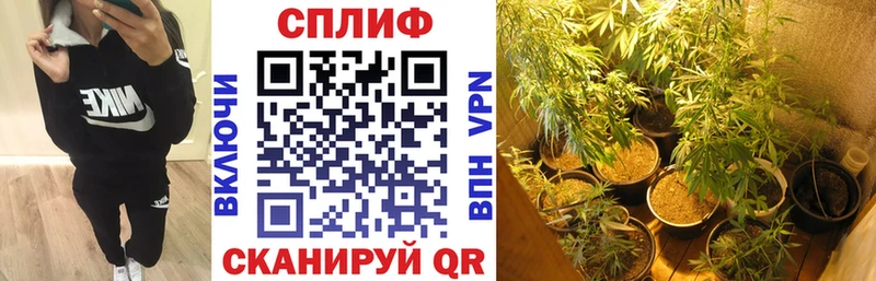 Бошки марихуана сатива  Урус-Мартан 